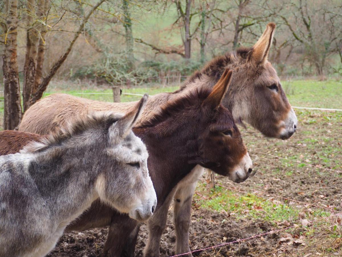 Grand Gite Les Cabanes De Fallot Pour 19 Personnes - Piscine Naturelle L'isle-Bouzon Zewnętrze zdjęcie